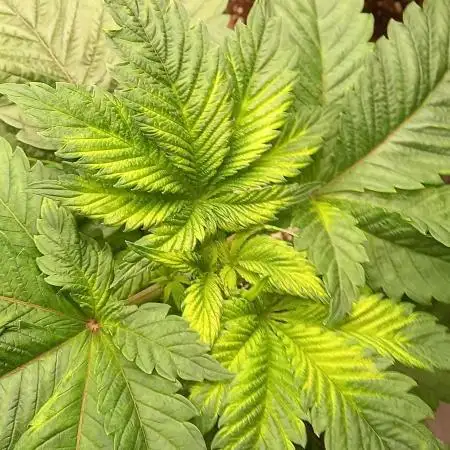 Anesia vs Barneys Mimosa x orange punch
