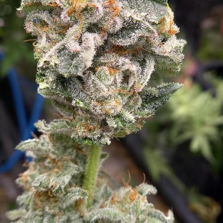 Anesia vs Barneys Mimosa x orange punch