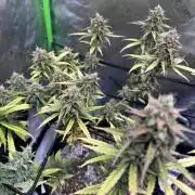 Purple Punch OG Xl Auto