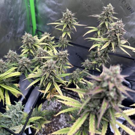 Purple Punch OG Xl Auto