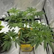 Platinum cookies (photoperiod)(clone)