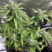 Purple Punch OG Xl Auto
