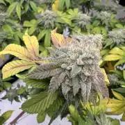 Platinum cookies (photoperiod)(clone)