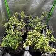 Purple Punch OG Xl Auto