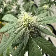 Platinum cookies (photoperiod)(clone)