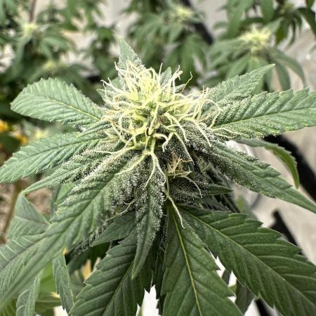 Platinum cookies (photoperiod)(clone)