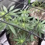 Purple Punch OG Xl Auto