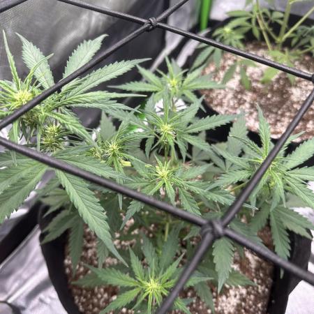 Purple Punch OG Xl Auto