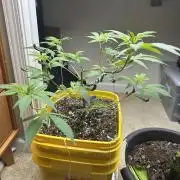 Platinum cookies (photoperiod)(clone)