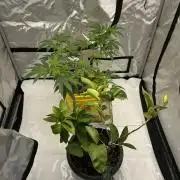 Platinum cookies (photoperiod)(clone)