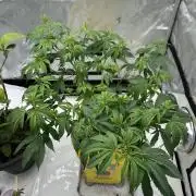 Platinum cookies (photoperiod)(clone)