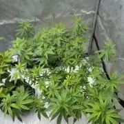 Platinum cookies (photoperiod)(clone)