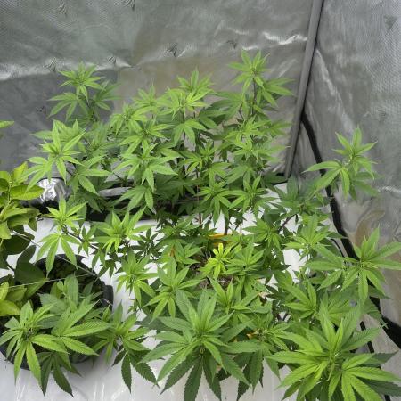 Platinum cookies (photoperiod)(clone)