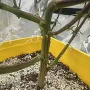 Platinum cookies (photoperiod)(clone)