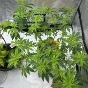 Platinum cookies (photoperiod)(clone)