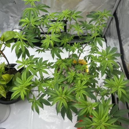 Platinum cookies (photoperiod)(clone)