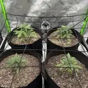 Purple Punch OG Xl Auto