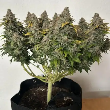 Watermelon Candy / Blueberry 