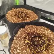 RQS Apple Fritter|Cookies Gelato