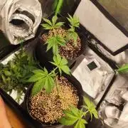 RQS Apple Fritter|Cookies Gelato