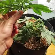 RQS Apple Fritter|Cookies Gelato