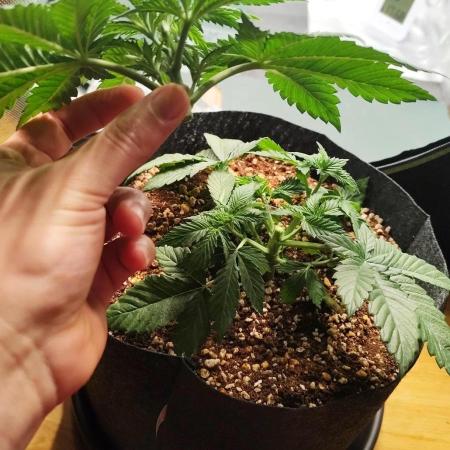 RQS Apple Fritter|Cookies Gelato