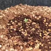 Growing in the winter