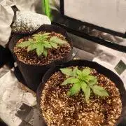 RQS Apple Fritter|Cookies Gelato