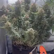 Lemon Cherry Cookies FB Auto
