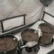 GMO AUTO