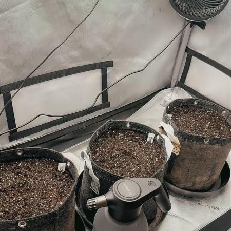 GMO AUTO
