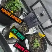 OG KUSH FEM SEEDSMAN