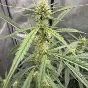 Papaya Cookie FB Auto