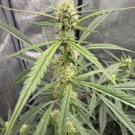 Papaya Cookie FB Auto