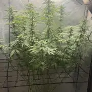 OG KUSH FEM SEEDSMAN Photo
