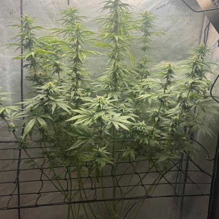 OG KUSH FEM SEEDSMAN Photo