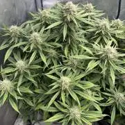 Lemon Cherry Cookies FB Auto