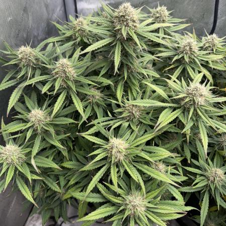 Lemon Cherry Cookies FB Auto