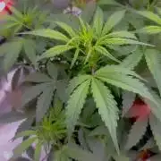 Papaya Cookie FB Auto