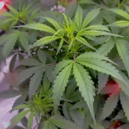 Papaya Cookie FB Auto
