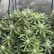 Lemon Cherry Cookies FB Auto