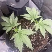 OG KUSH FEM SEEDSMAN Photo