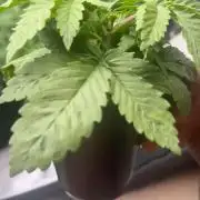OG KUSH FEM SEEDSMAN Photo