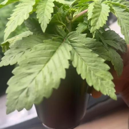 OG KUSH FEM SEEDSMAN Photo