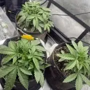 TWENTY20 AUTO CUP #2
