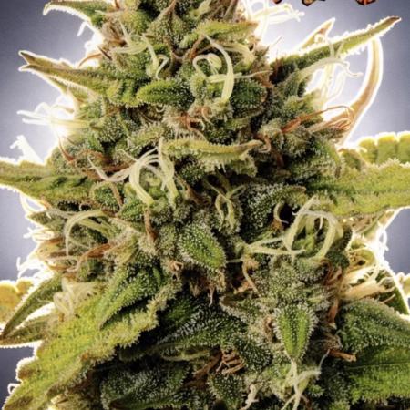 Papaya Cookie FB Auto