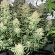 Lemon Cherry Cookies FB Auto