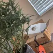 Lemon Cherry Cookies FB Auto