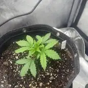 GMO AUTO