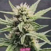 Papaya Cookie FB Auto
